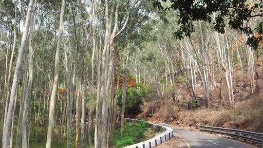 Yelagiri-hills Yelagiri-hills